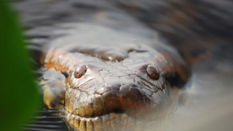 Presenter TV Temukan Anaconda Raksasa di Hutan Amazon, Beratnya 5 Ton dan Dinobatkan Jadi Ular Terbesar di Dunia