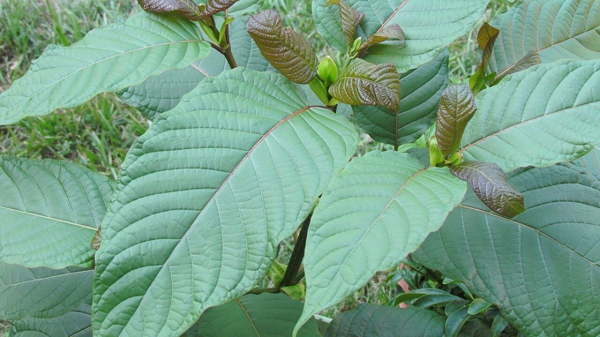 7 Manfaat Daun Kratom untuk Kesehatan, Bantu Tingkatkan Fokus dan Konsentrasi