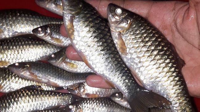 7 Manfaat Ikan Wader bagi Kesehatan, Makanan Tinggi Protein yang Baik untuk Otak