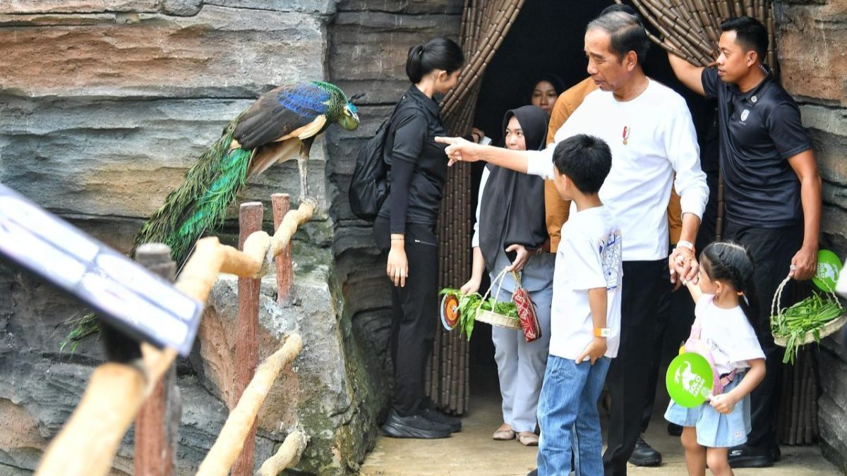 VIDEO: Terkagum-kagum Jokowi Saksikan Harimau Besar Lapar Makan Daging di Solo