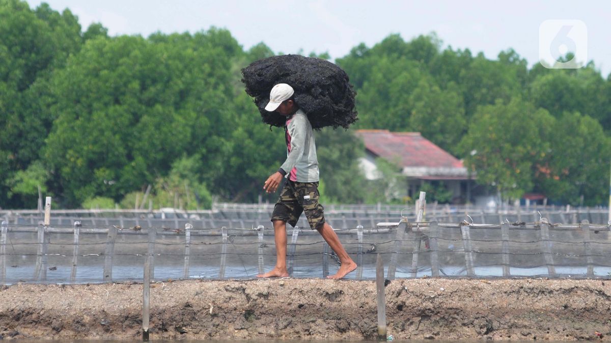 Potensi Pasar Olahan Rumput Laut Tembus Rp193 Triliun, Kemenperin: Industri Harus Lebih Adaptif