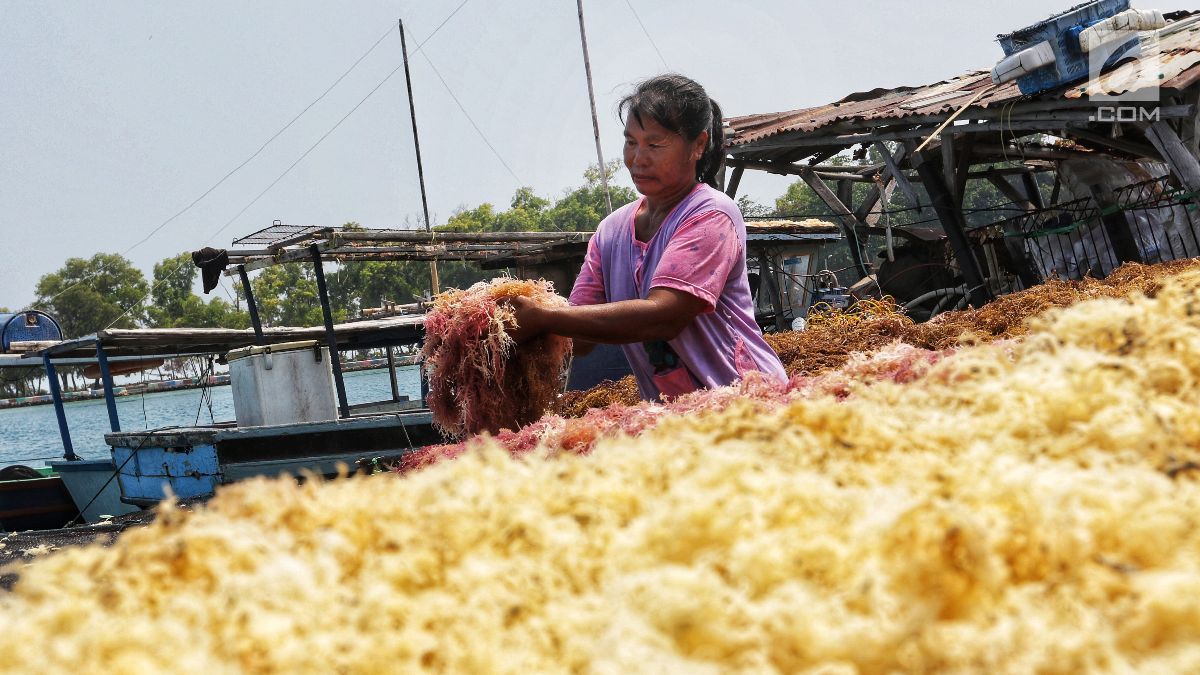 Pemerintah Siapkan Program Restruktursasi Mesin untuk Industri Pengolahan Rumput Laut Dalam Negeri