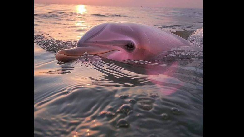 Viral Foto Lumba-Lumba Pink Terdampar di Pantai Biak Papua, Cek Faktanya