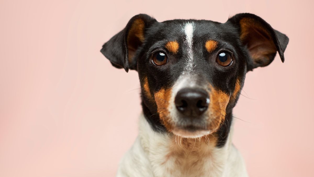 Anjing yang Gigit Bocah di Kebayoran Lama Dikarantina