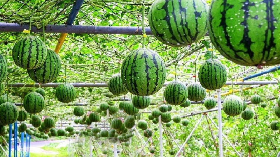 Melihat Budidaya Melon di Desa Kedungpoh Gunungkidul, Untung Jutaan Rupiah Sekali Panen