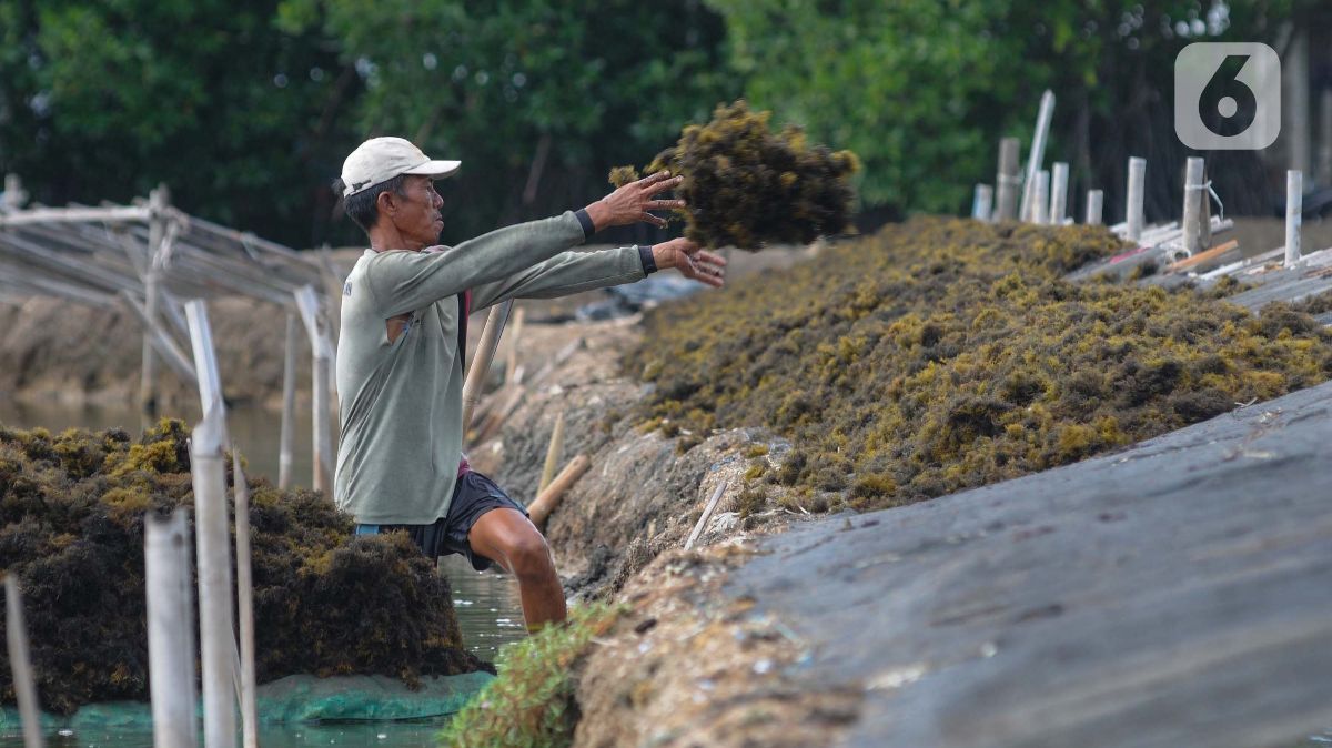 Kemenperin Pasang Target Transaksi Rp15 Miliar dari Rumput Laut, Begini Caranya