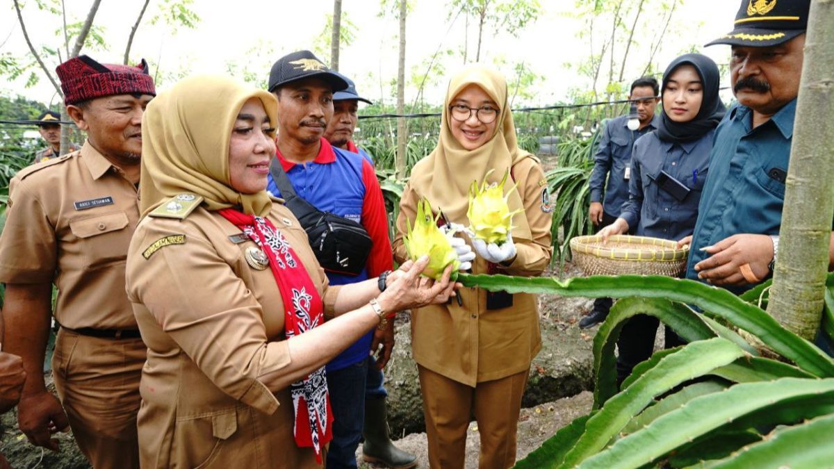 Memiliki Rasa yang Unik, Buah Naga Kuning Banyuwangi Banyak Diburu