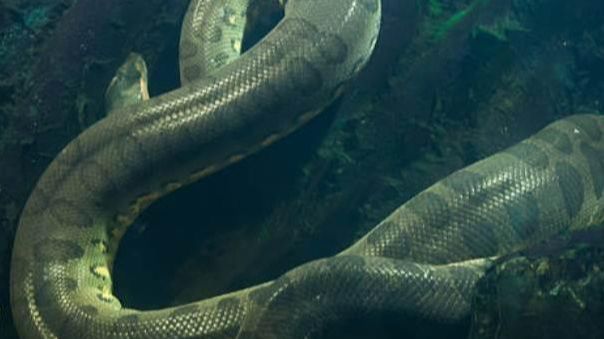 Membandingkan Anaconda Reptil Asal Amazon dan Piton Penguasa Hutan Asia, Kuat Siapa?