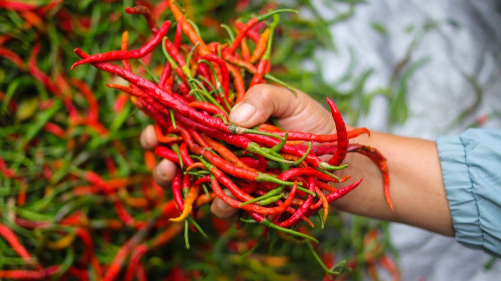 Cara Atasi Rasa Pedas di Tangan setelah Potong Cabai, Cuma Pakai 1 Bahan Dapur