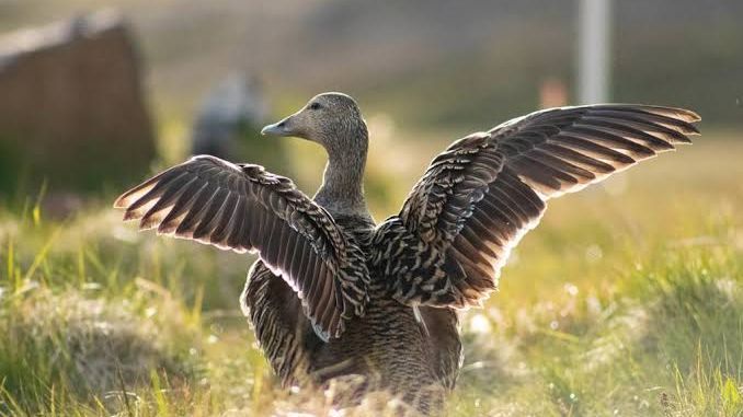 Bebek Jenis Ini Punya Bulu Paling Mahal di Dunia, Harganya Mencapai Puluhan Juta