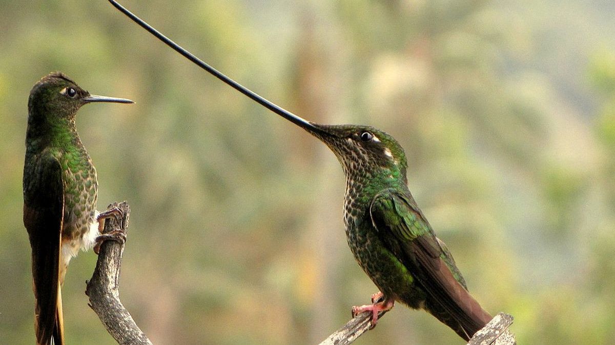 Punya Bentuk Tubuh yang Unik, Inilah 10 Burung dengan Paruh Terpanjang di Dunia