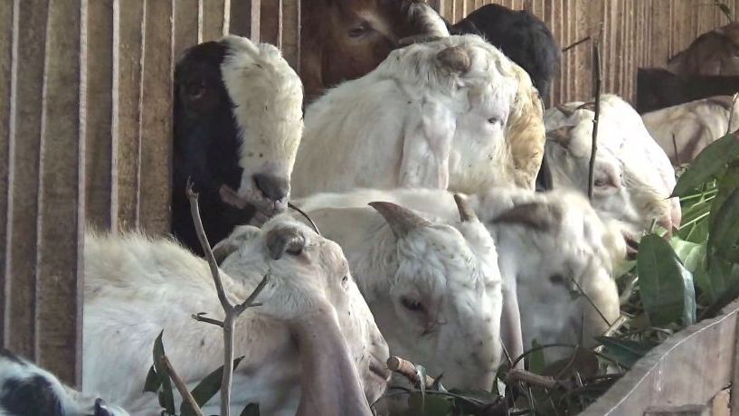 3 Ras Kambing Ini Diburu Pedagang Hewan Kurban