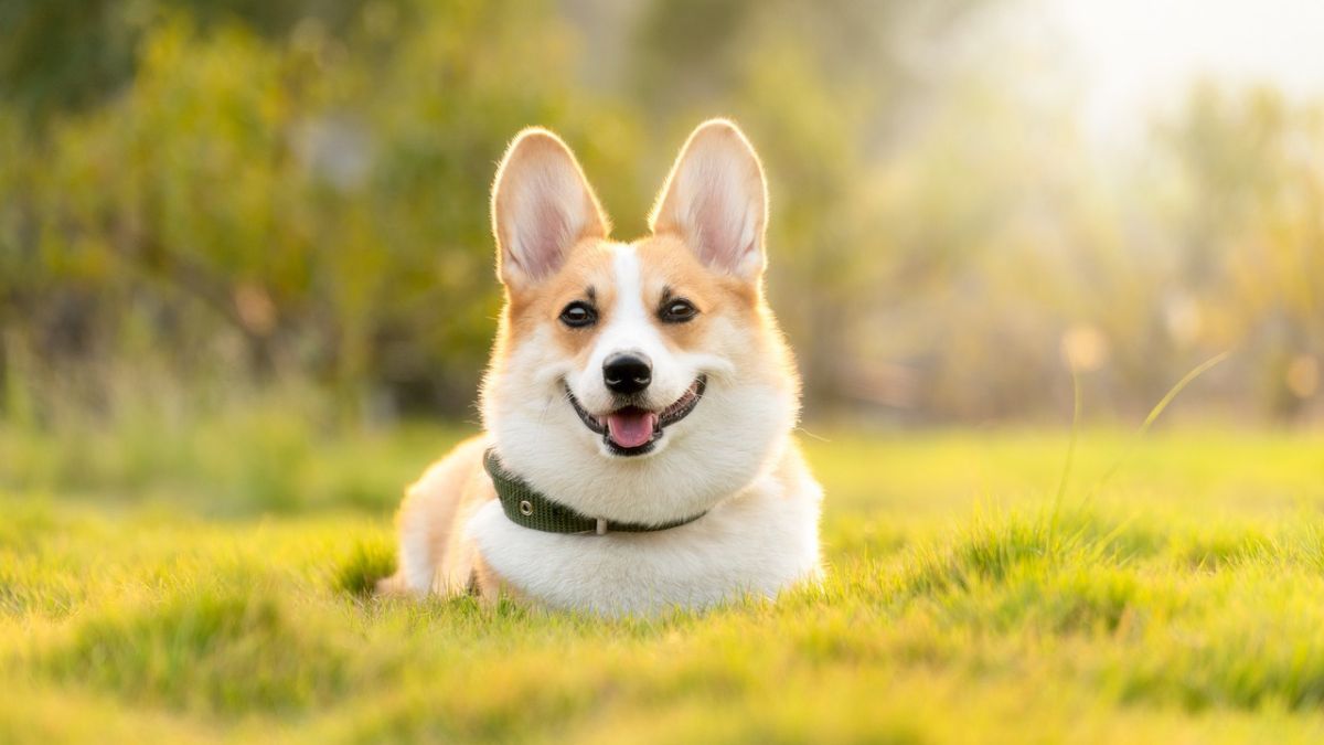 4 Juni Hari Anjing Corgi Internasional, Ketahui Sejarah dan Fakta Menariknya