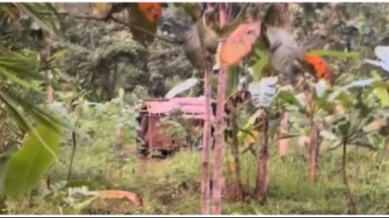 Viral Satu Keluarga Tinggal di Gubuk Tak Layak Huni di Tengah Hutan, Bikin Pilu