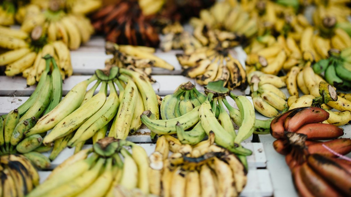 Perbedaan Plantain dan Pisang Serta Manfaatnya, Serupa Tapi Tak Sama