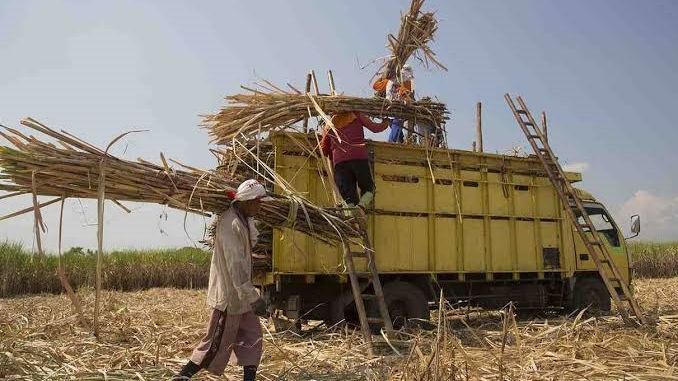 Dapat Tugas Jaga Stabilitas Pangan, Dirut PTPN: Produktivitas Tebu Meningkat Jadi 8 Ton Gula per Hektare