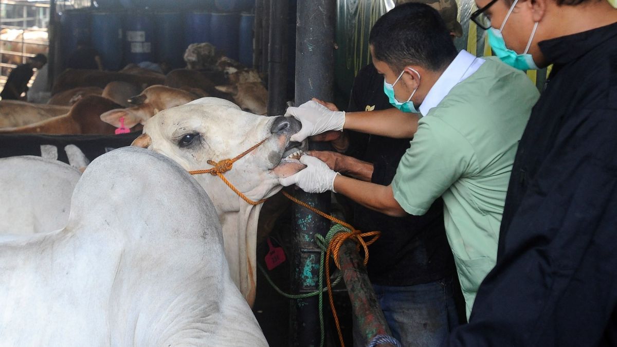 Ini Tips dan Trik Cerdas Memilih Hewan Kurban