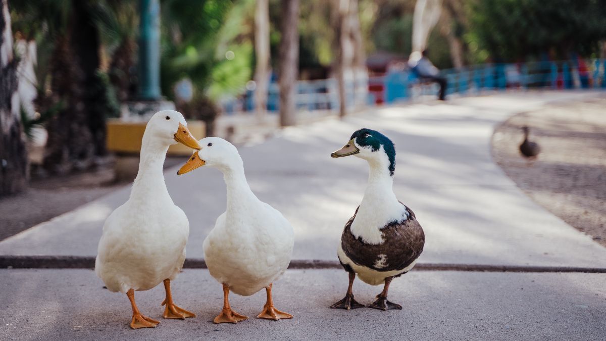 Dikenal sebagai Umpatan, Ini Fakta Menarik Sontoloyo yang Ternyata Sebutan Penggembala Bebek