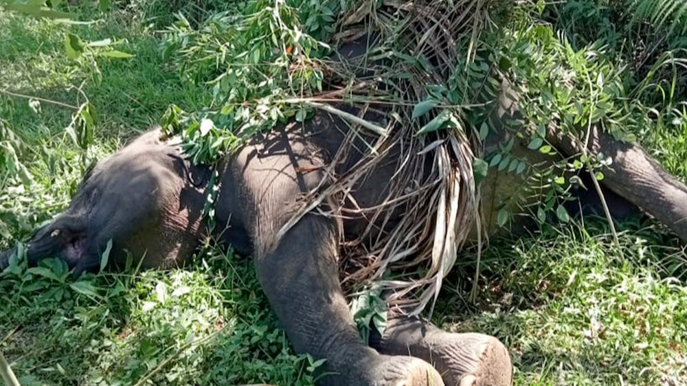 Gajah Sumatera Mati Tersengat Listrik di Aceh Tengah