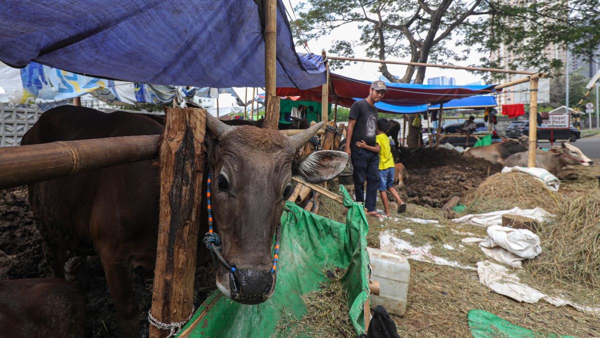 FOTO: Sepekan Jelang Iduladha 2024, Pedagang Hewan Kurban Musiman di Kawasan Ini Tawarkan Harga yang Menarik