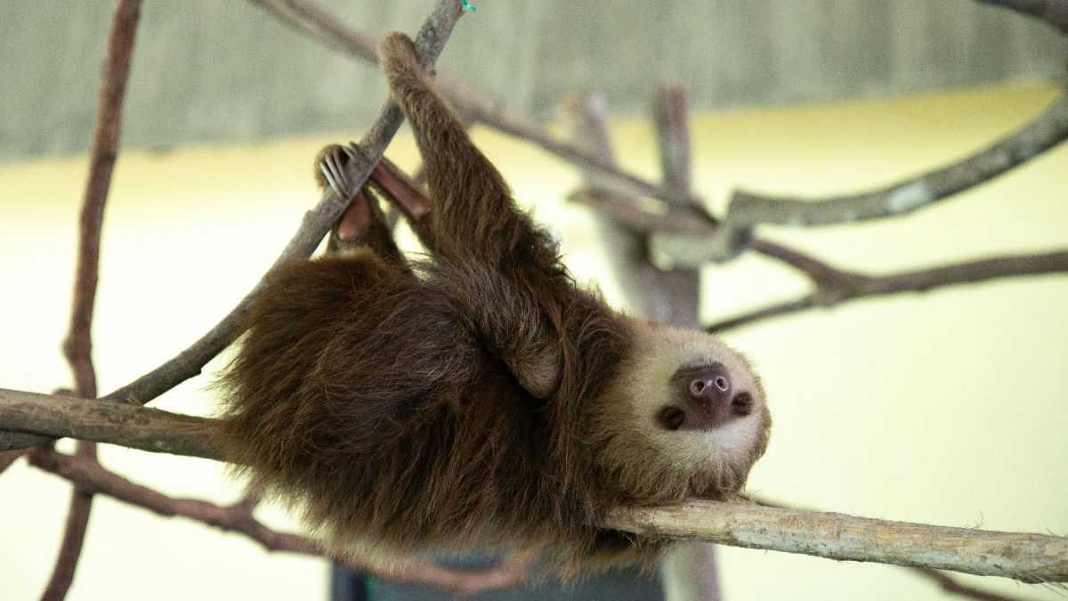 Berbeda dengan Beruang, Inilah Hewan-Hewan dengan Durasi Hibernasi Terlama di Dunia