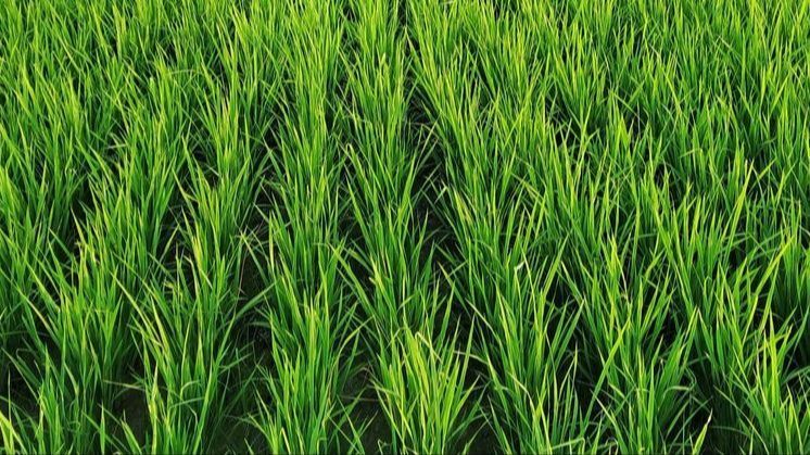 Pasangan Lansia Tinggal di Rumah Mewah di Tengah Sawah, Begini Cara Mengangkut Bahan Bangunannya