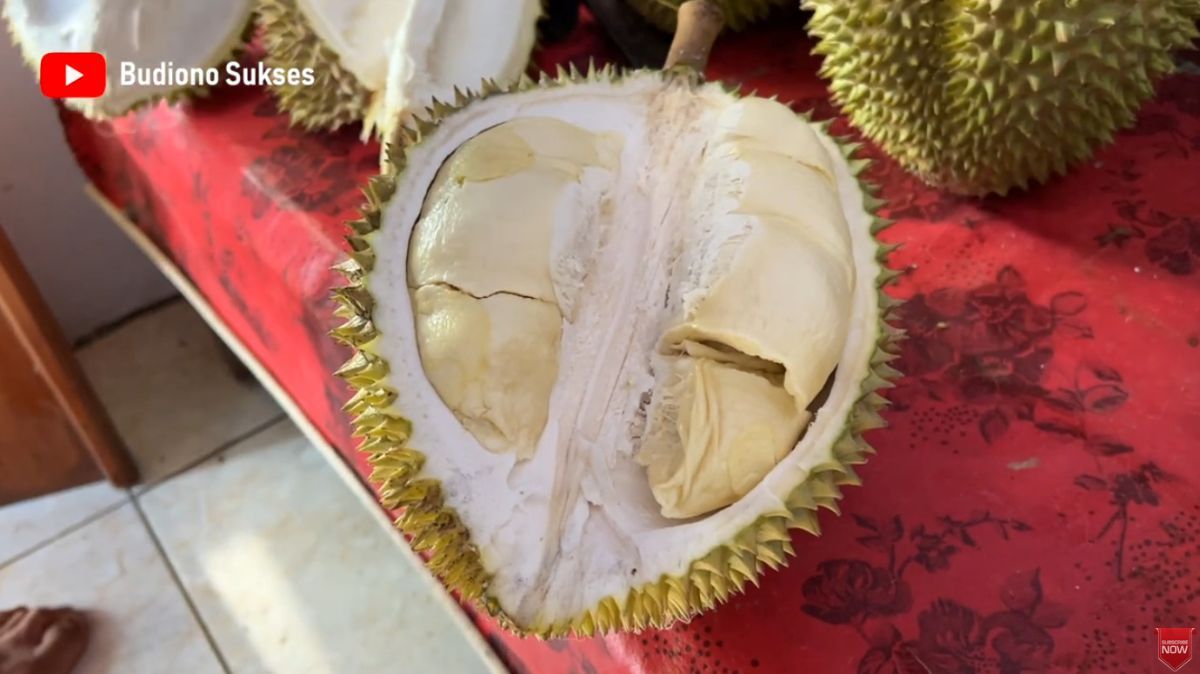 Mencicipi Si Kasmin Durian Premium Asli Pasuruan, Beratnya Capai 5 Kilogram dan Rasanya Sangat Manis