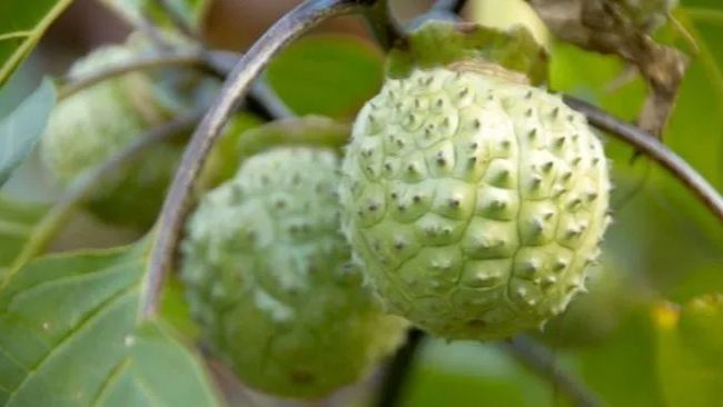 Ternyata Bisa Sembuhkan Penyakit, Ini Sederet Manfaat Buah Kecubung