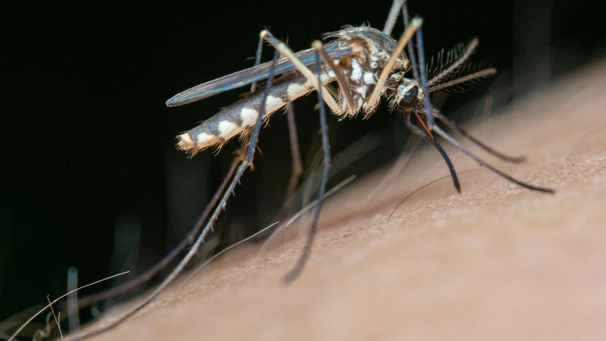 Israel Dilanda Wabah Virus West Nile, 440 Tertular dan 32 Orang Meninggal