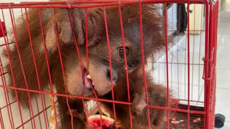 Kasihan, Orang Utan di Aceh Disembunyikan dalam Tas untuk Dijual