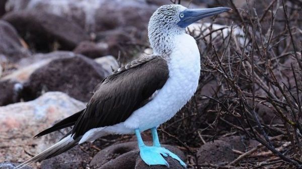 Tidak Seperti Burung Biasanya, Inilah 15 Burung yang Bertelur dengan Warna Biru