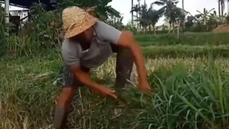 Petani Asal Bali Bahagia dan Bangga Anaknya Berhasil jadi Bintara Polri, Ungkap Fakta Tentang Proses Penerimaan Sang Putra