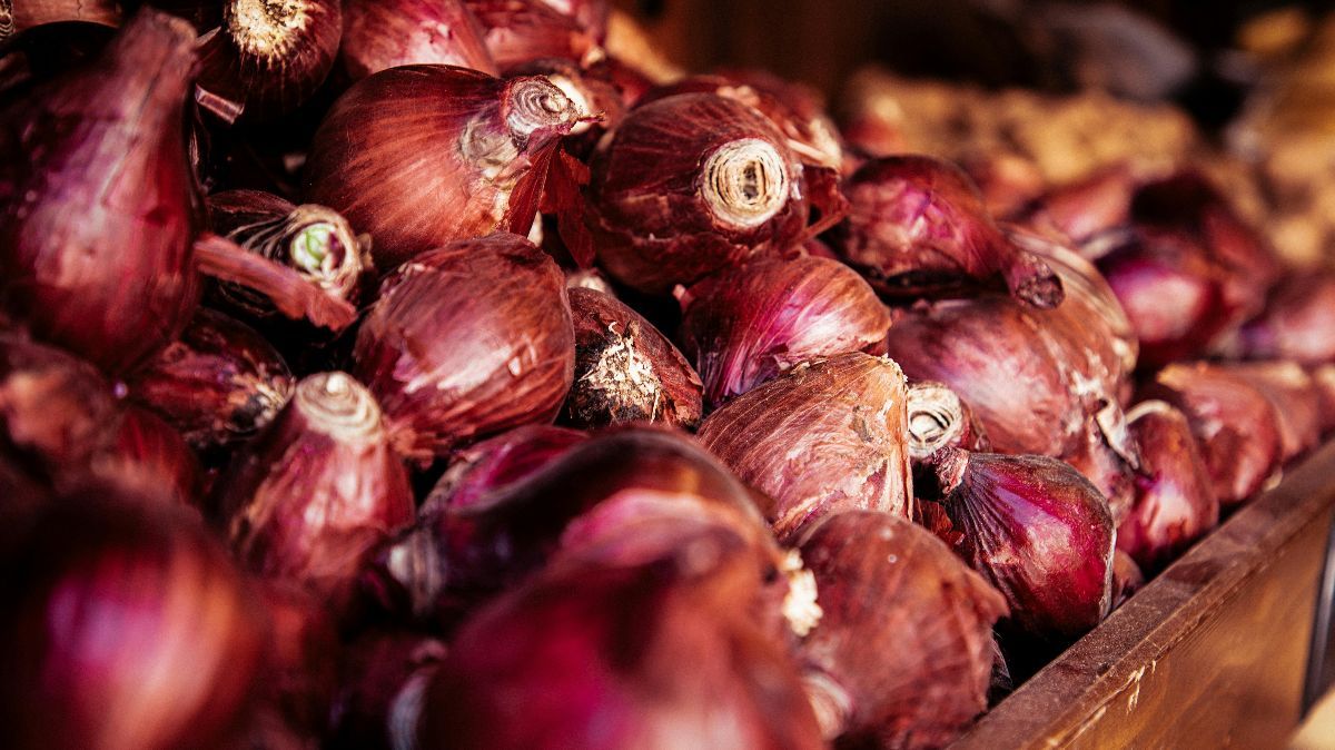 Cara Menanam Bawang Merah dari Biji, Dijamin Cepat Panen