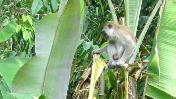 Ratusan Monyet Kelaparan Turun Bukit Serbu Lahan, Warga Tasikmalaya Gagal Panen