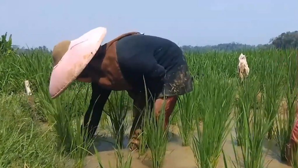 Nasib Pilu Anak Putus Sekolah di Lebak karena Masalah Ekonomi, Pilih Bantu Orang Tua di Sawah