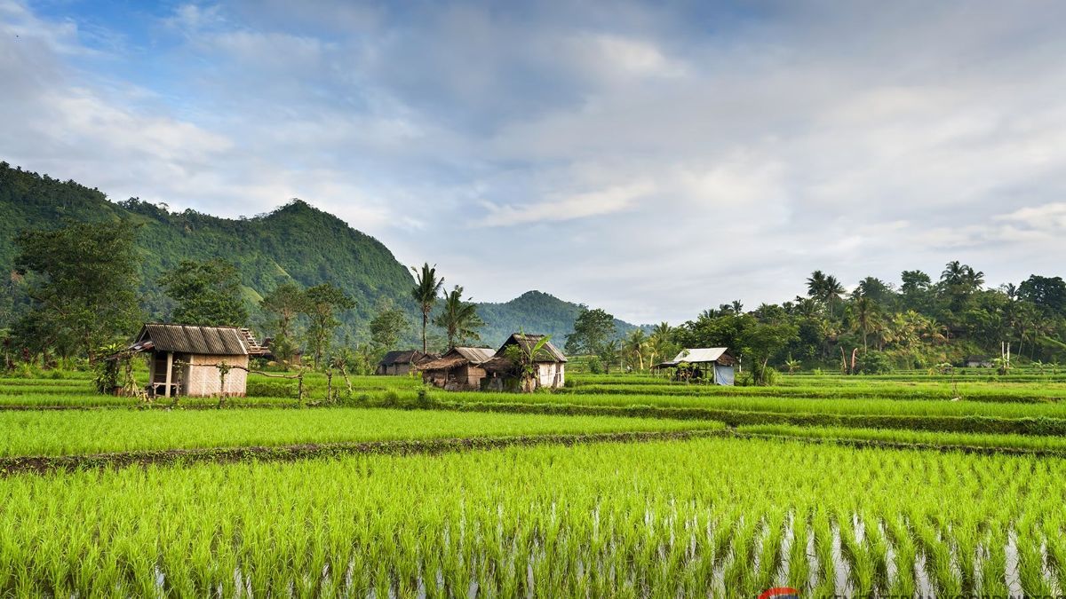 Potret Rumah Unik di Atas Kolam Ikan Dikelilingi Hamparan Sawah, Suasananya Adem dan Asri