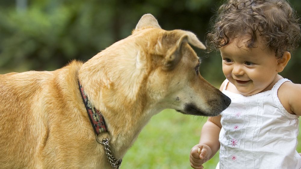 Rekomendasi Nama Anjing Jepang Lucu, Unik Lengkap dengan Artinya