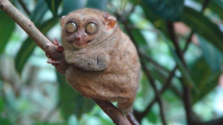 Mengenal Tarsius, Primata Endemik Bertubuh Mungil dan Lucu dari Pulau Selayar