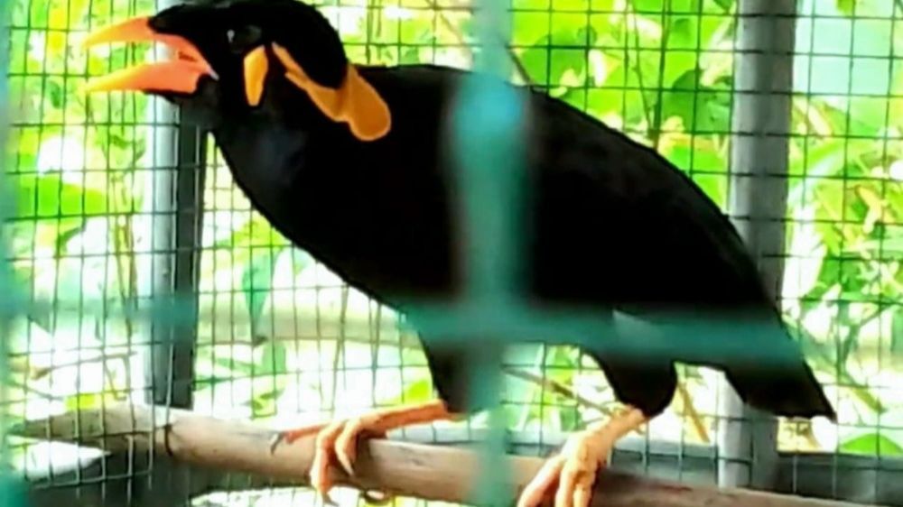 Burung Beo Simeulue, Si Suara Merdu dari Pulau Sumatera yang Terancam Punah