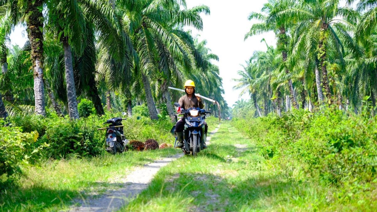 Ganti Nama, Badan Pengelola Dana Perkebunan Sawit Bakal Fokus Revitalisasi Semua Tanaman