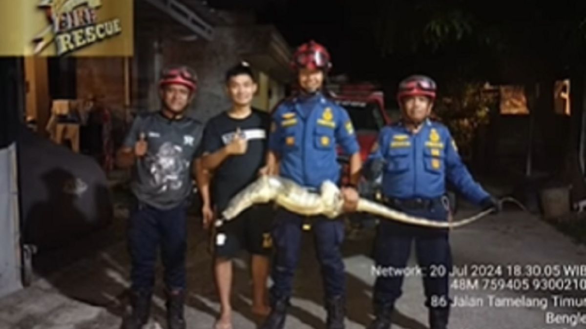 Momen Mendebarkan Petugas Damkar Evakuasi Biawak Sebesar Komodo di Rumah Warga, Ramai Pertanyaan Bayar atau Tidak?