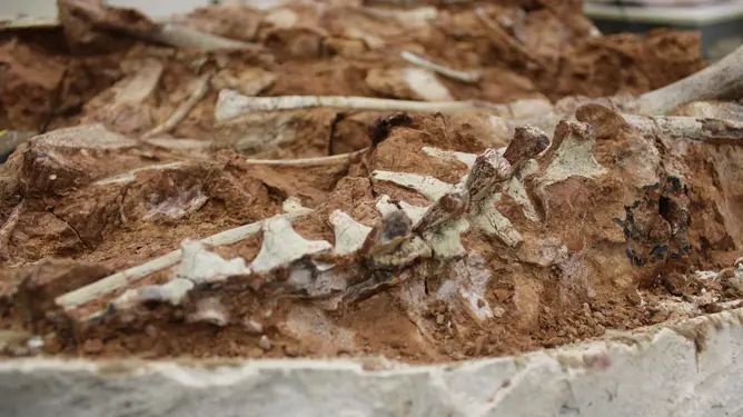 Fosil Dinosaurus Berusia 233 Juta Tahun Ditemukan Akibat Hujan Deras di Brazil