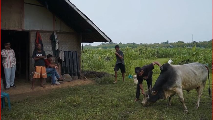 Mengenal Sistem Adat Mawah di Aceh, Akad Kerja Sama dalam Pengelolaan Lahan