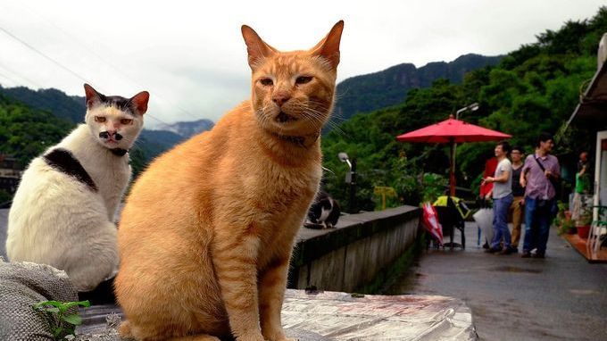 Fakta Miris di Balik Penyiksaan Kucing di Semarang, Seperti Fenomena Gunung Es