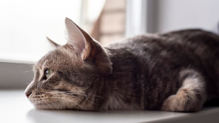 Cara Mengusir Kucing Tanpa Melukai, Aman dan Ampuh