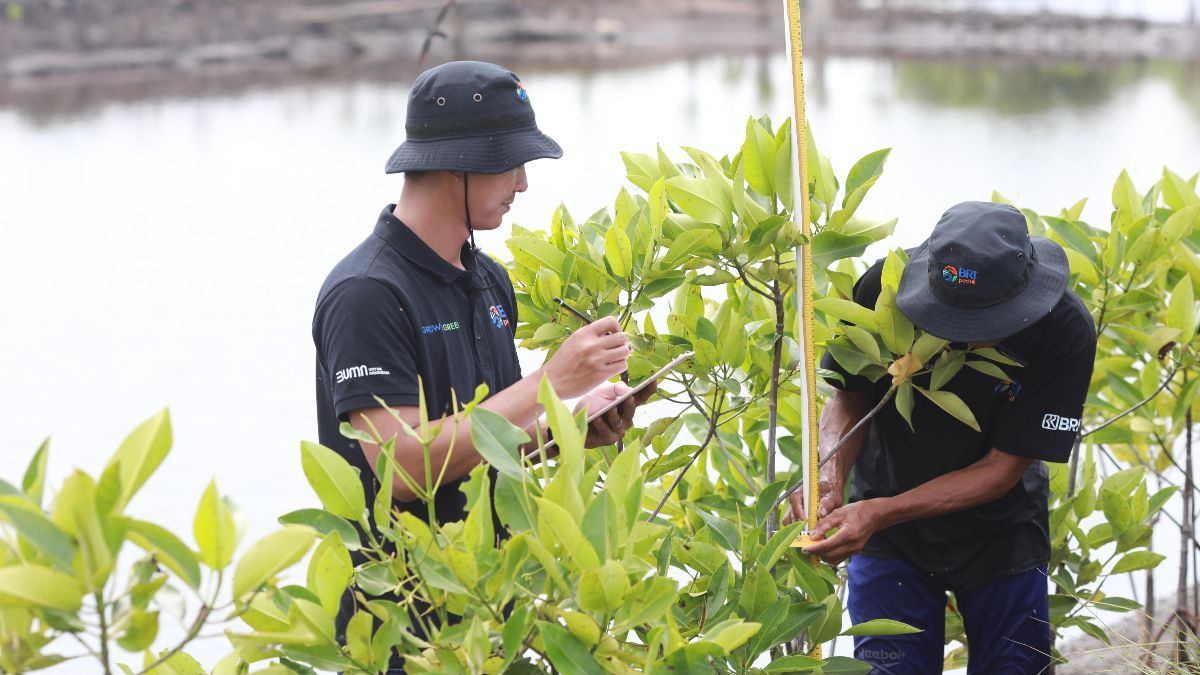 Selamatkan Lahan Kritis di Muaragembong, BRI Salurkan Ribuan Bibit Mangrove