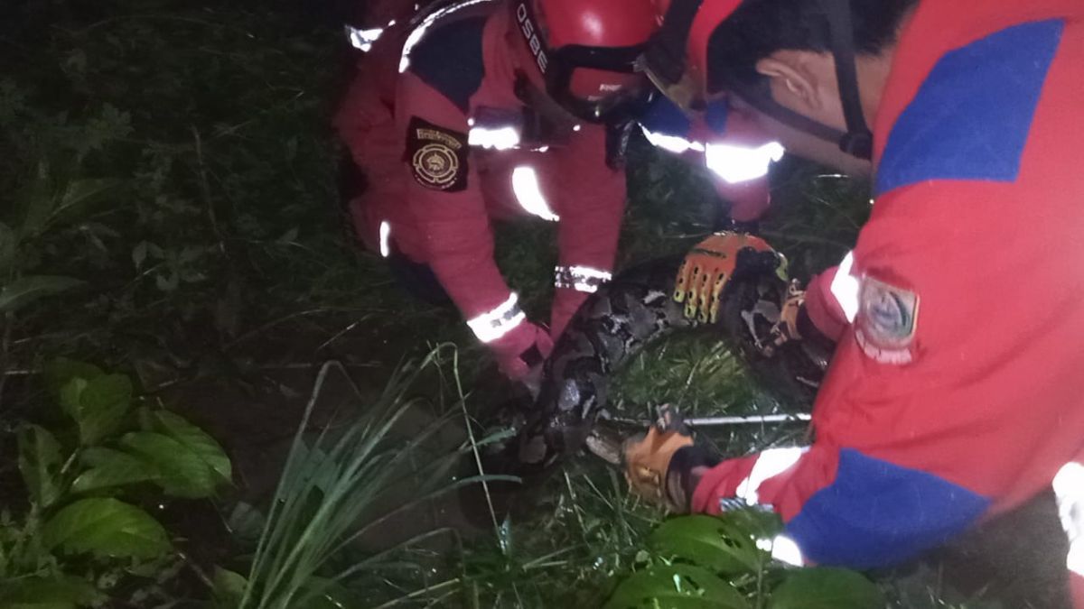 Pekerja Proyek Rumah Pompa Air di Makassar Temukan Ular Sanca dengan Kondisi Perut Membesar