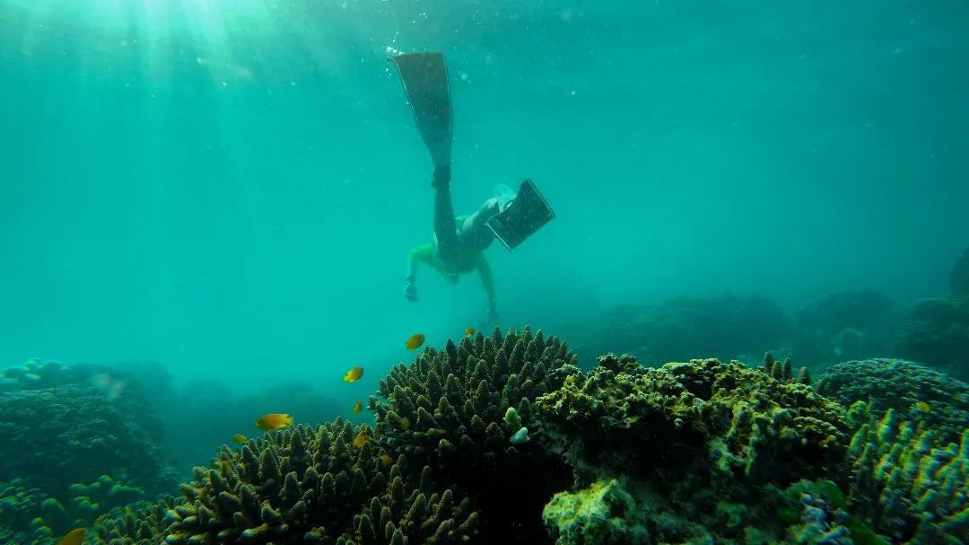 Eksotisme Surga Bawah Laut Jawa Timur, Rumah Terumbu Karang dan Anemon Laut yang Bikin Betah Penyelam