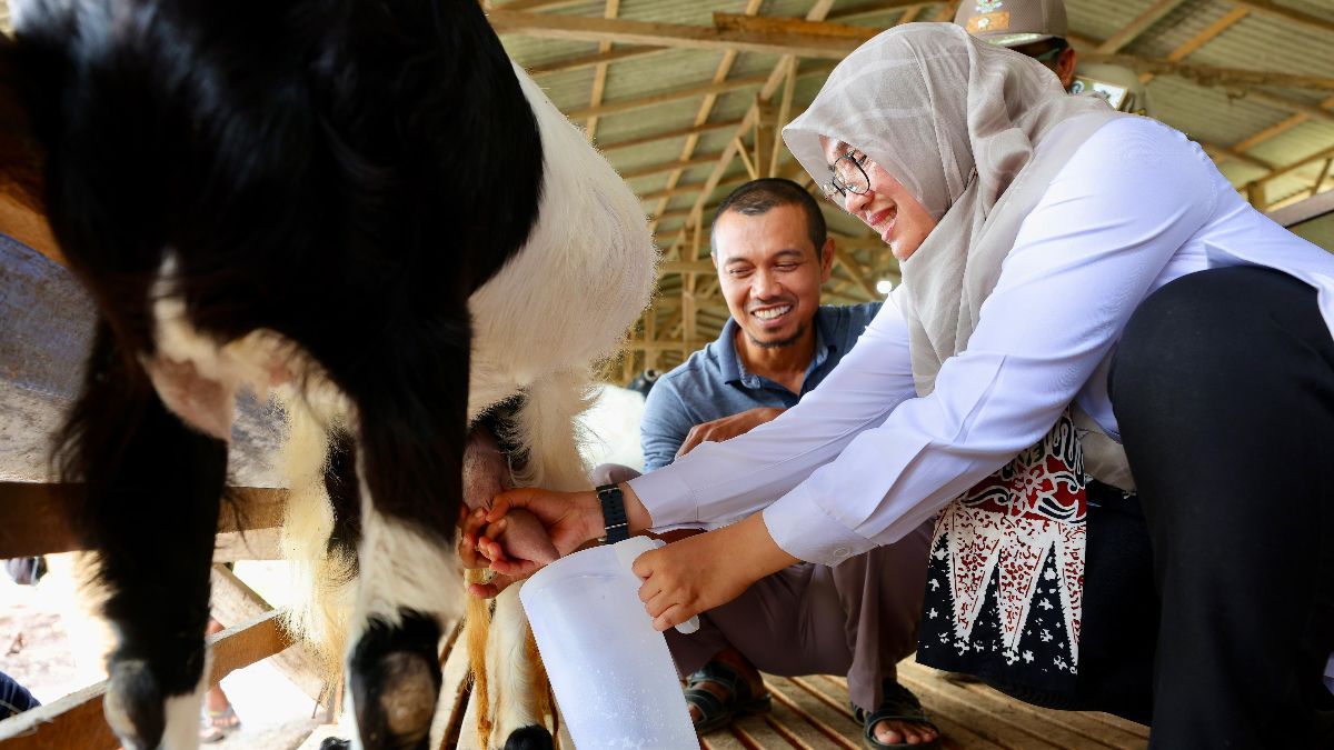 Dulunya Buruh Migran Taiwan, Pria Asal Banyuwangi Kini Sukses Jadi Bos Susu Kambing Beromzet Rp16 Juta Per Minggu