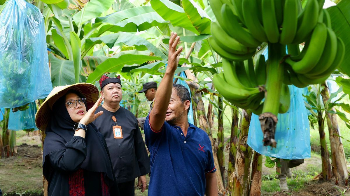 Harga Stabil dan Banyak Diminati, Banyuwangi Pacu Produksi Pisang Cavendish